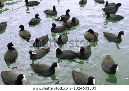 Black Eurasian coots (Fulica atra) and great black-backed gulls (Larus marinus) swim in the blue sea. Sea of Marmara, Turkey, Istanbul, Silivri.