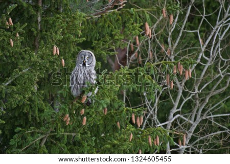 Great grey owl sitting on a branch.