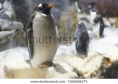 Standing single penguin