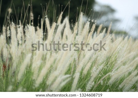 Grass flowers in the garden