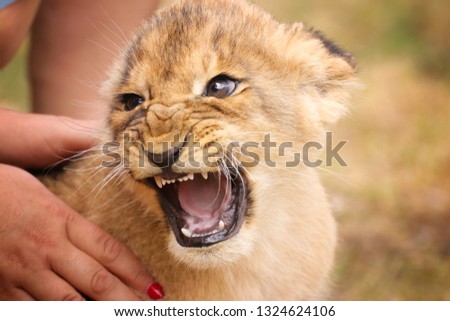 Baby lion in hand with open mouth. Portrait from animal´s world. Baby lion livin in captivity