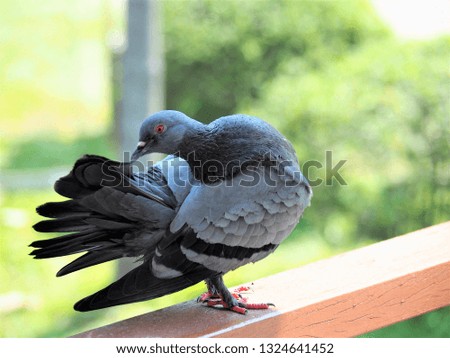 Pigeon is grabbing on a wooden bar while preen it's feather