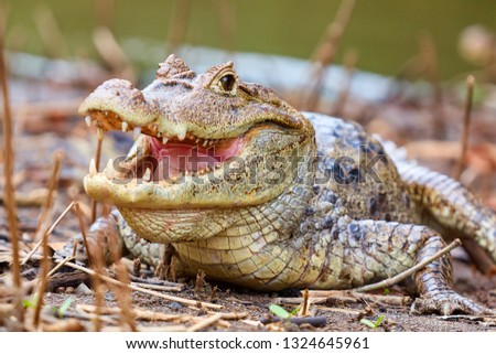 The spectacled caiman (Caiman crocodilus), also known as the white caiman or common caiman, is a crocodilian reptile found in much of Latin America, Caño Negro, Costa Rica, Central America Royalty-Free Stock Photo #1324645961