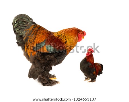 two cocks of the same age 1.5 years old isolated on white background