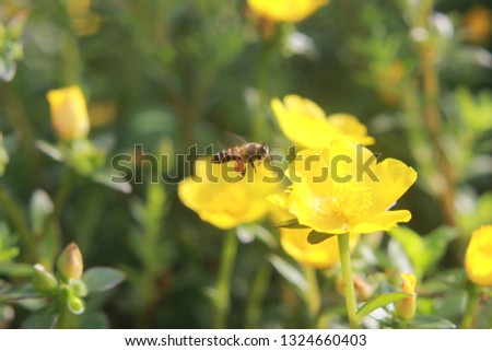flying bee with nectar arround yellow flower at garden in the morning
