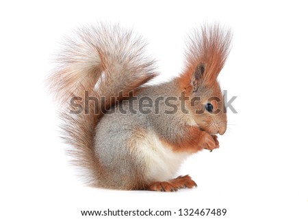   squirrel on a white background