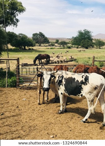 Cattle on an African farm
