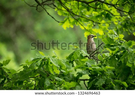 Garrulus glandarius. The wild nature of the Czech Republic. Free nature. Picture of a bird in nature. Beautiful picture. Bird in the woods. Deep forest. Mysterious Forest. Wild. From bird life. Spring