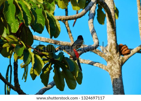 The collared aracari or collared araçari (Pteroglossus torquatus) is a toucan, a near-passerine bird. Costa Rica, Central America