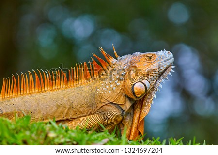 The green iguana, also known as the American iguana, is a large, arboreal, mostly herbivorous species of lizard of the genus Iguana. Usually, this animal is simply called the iguana. Costa Rica