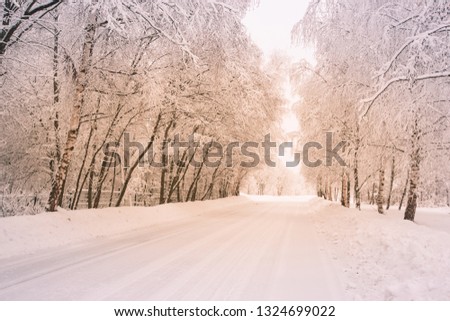 Scenic image of spruces trees. Frosty day, calm wintry scene. Location Russia. Great picture of wild area. Tourism or Christmas concept.