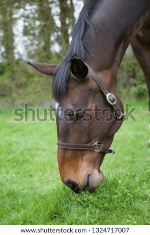 Brown Horse grazing in field in English Summertime
