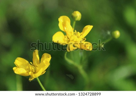 Beautiful fresh bright yellow flowers on the summer meadow. Natural floral background