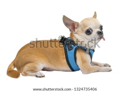 funny dog chihuahua with tongue out isolated on white background 