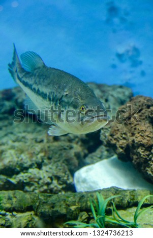 fish in aquarium, beautiful photo digital picture