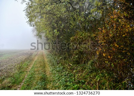 road in the forest, beautiful photo digital picture