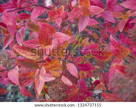 small beautiful red leaves