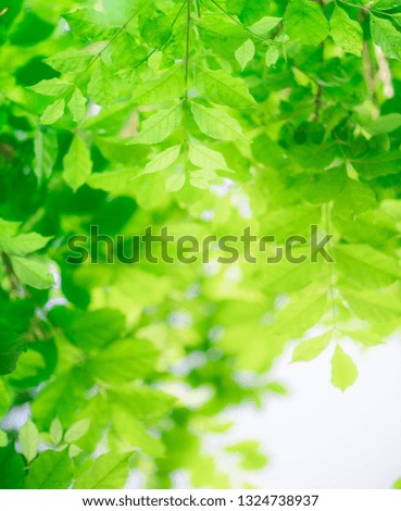 Closeup nature green leaf on blurred background with copy space, ecology concept.