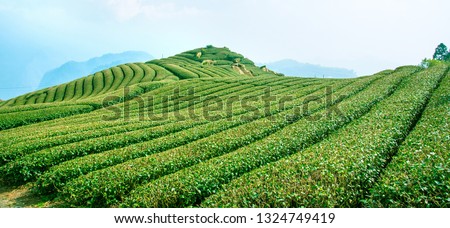 Beautiful tea garden rows scene isolated with blue sky and cloud, design concept for the tea product background, copy space, aerial view Royalty-Free Stock Photo #1324749419