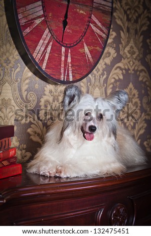 Chinese crested dog in the interior