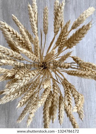 The food wheat grains dry on the floor