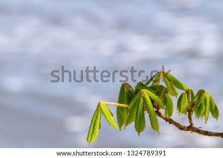 Horse chestnut   leaves bud at early spring in the sunny day.  New life spring time concept.  Background or For add text .  Loft for exterior and interior design. 