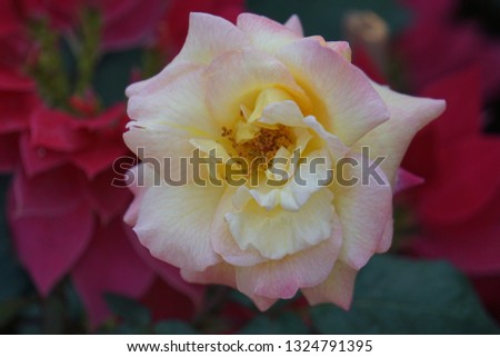 Rose, flower photo.