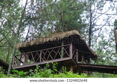 wooden stilt houses in pine forests