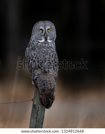 Great gray owl in Canada 