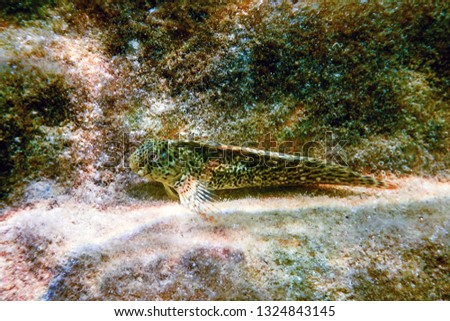 Portrait Of Cute Blenny fish, Close up  
