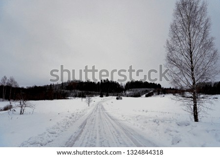 Snow-covered trees on an asphalt road during winter