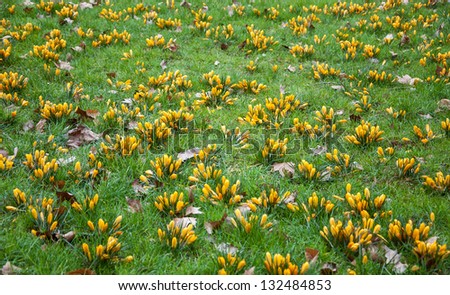 Yellow crocus flowers and withered leaves on green grass