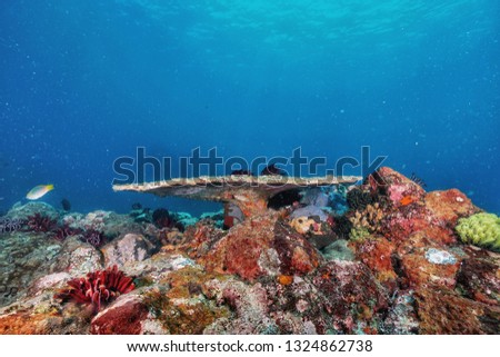 underwater world of indonesia
