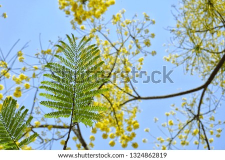 big tree with yellow flower background