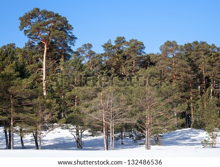 Evergreen pine trees in frozen winter forest. Karelia, Russia