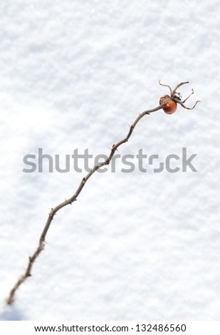 Frozen red rosehip berry on dry branch if front of snowbound