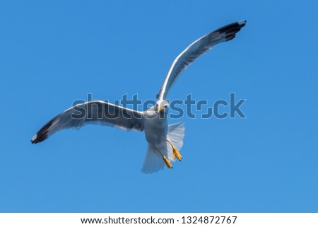 Great black backed gull in flight over the sea