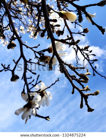 blooming tree with blue sky