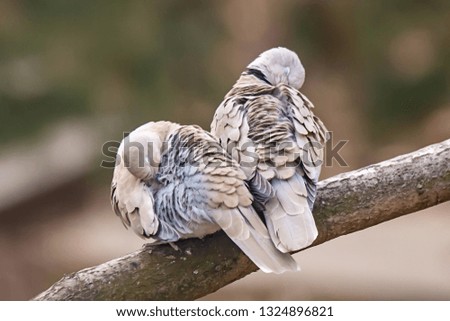 Lovely turtledove. Love birds on the tree. 