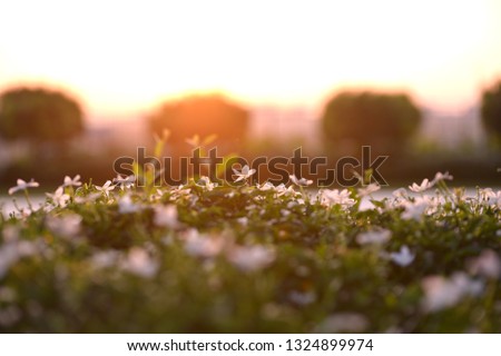 Spring awakening of flowers and vegetation at the background sunrise - Image