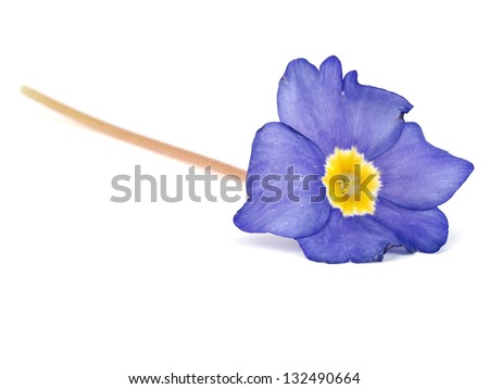 blue primula flowers on a white background