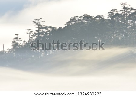 background with magical dense fog cover the pine forest at dawn