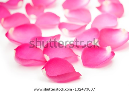 Pink rose petal isolated on white background