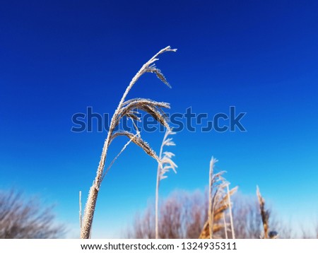 The photo of plant against sky.