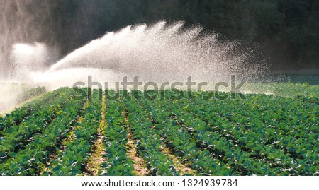 The green shoots of the seedlings emerge from the soil. Water sprinkler system in the morning sun on a plantation. Sprinkler irrigates vegetable crops.