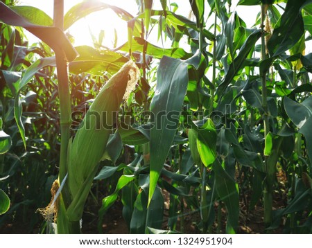 Corn ear and leaf with stem, planting in the field.