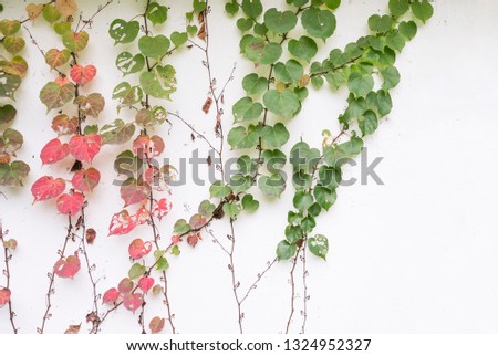 green ivy isolated on a white wall background.