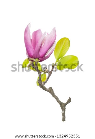 magnolia blossom isolated on white background