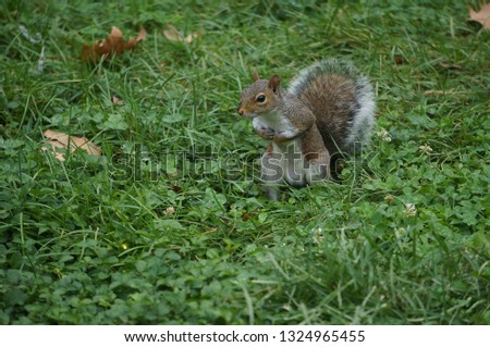 squirrel in New-York park