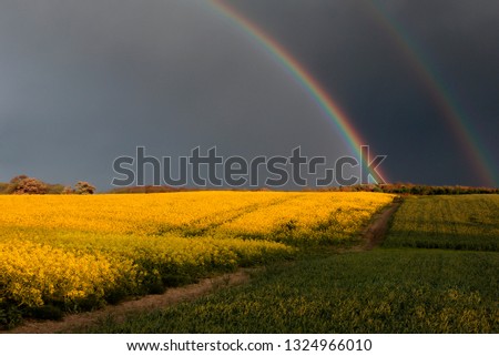 A rainbow appears after heavy rain on a field of rapeseed plants, Jutland, Denmark